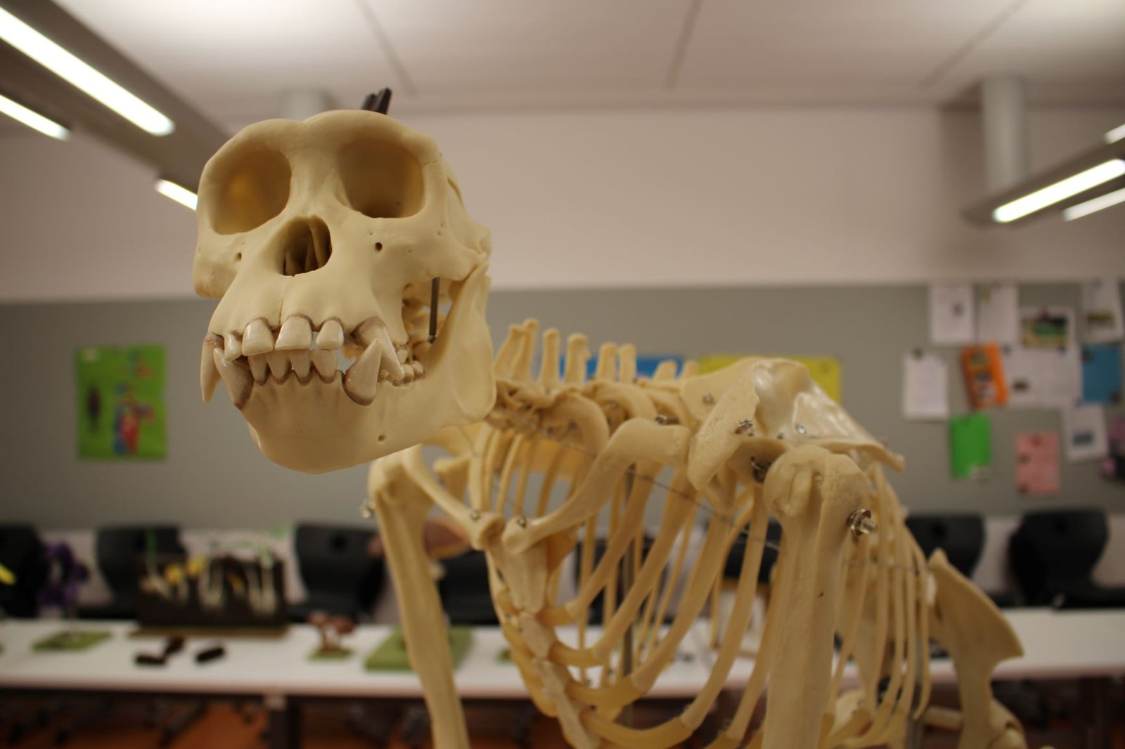 Bio1
